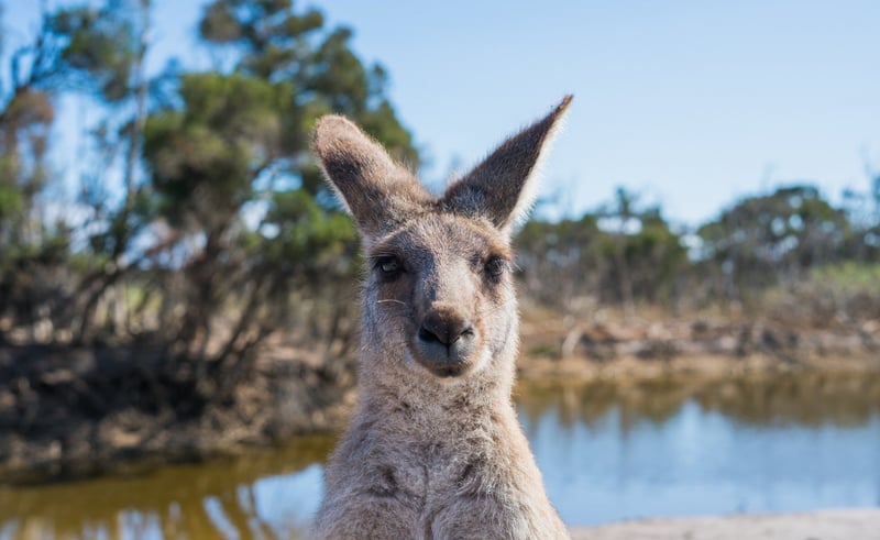 Kangaroo in the wild