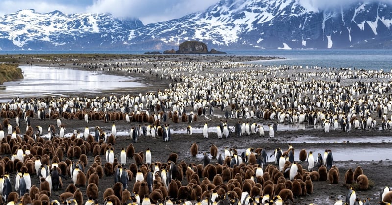 Penguins at Salisbury Plain