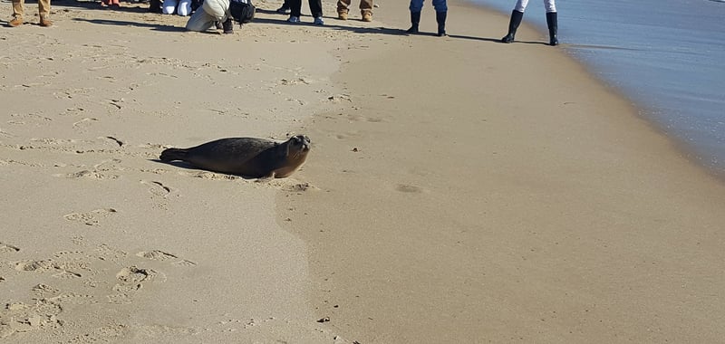 Seal released into wild
