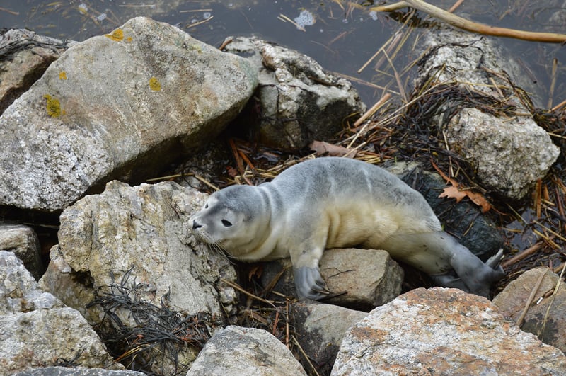 seal, USA