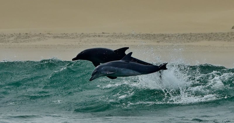 wild dolphins