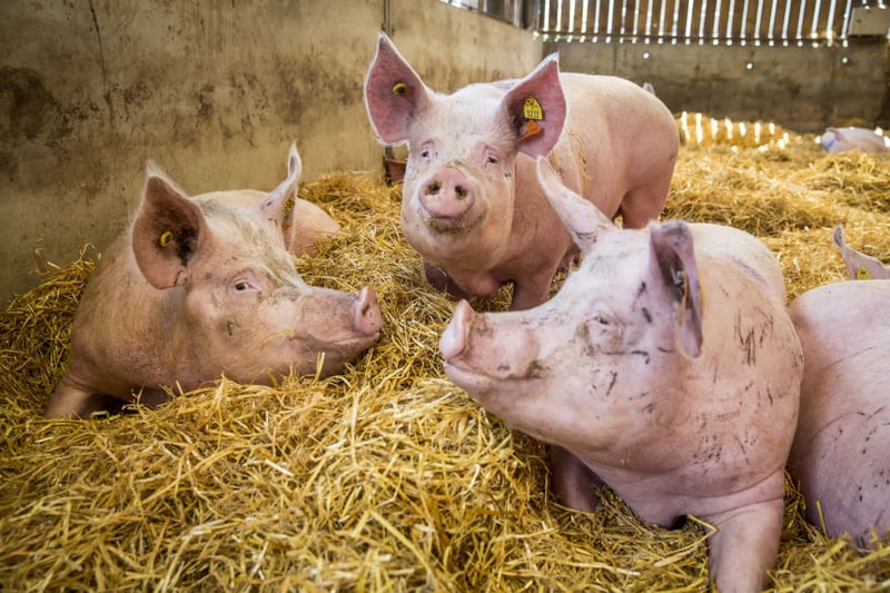 Not convinced you could become vegetarian? Eating less meat is still better for farm animals, the planet and your health