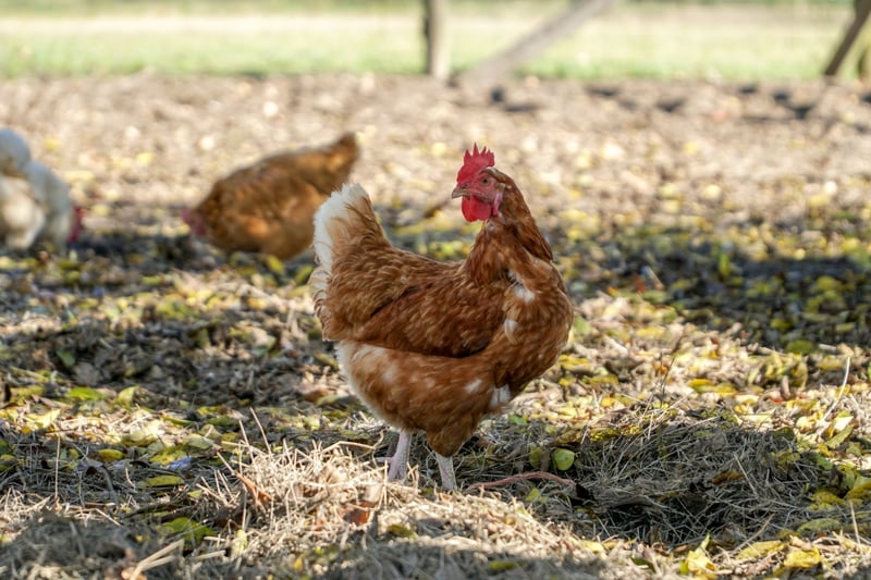 Free range layer hens.