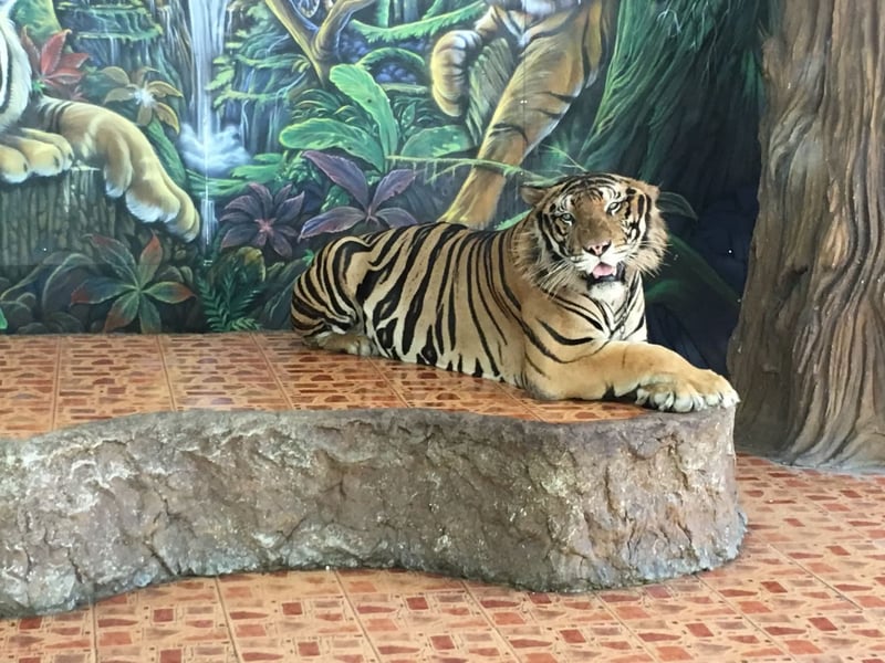 Tiger at wildlife tourist attraction in Thailand - World Animal Protection - Wildlife. Not entertainers