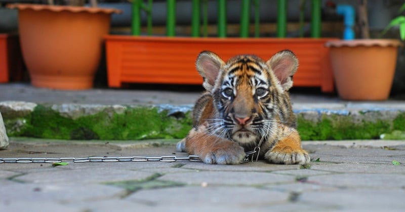 Tiger chained at tourist attraction in Thailand