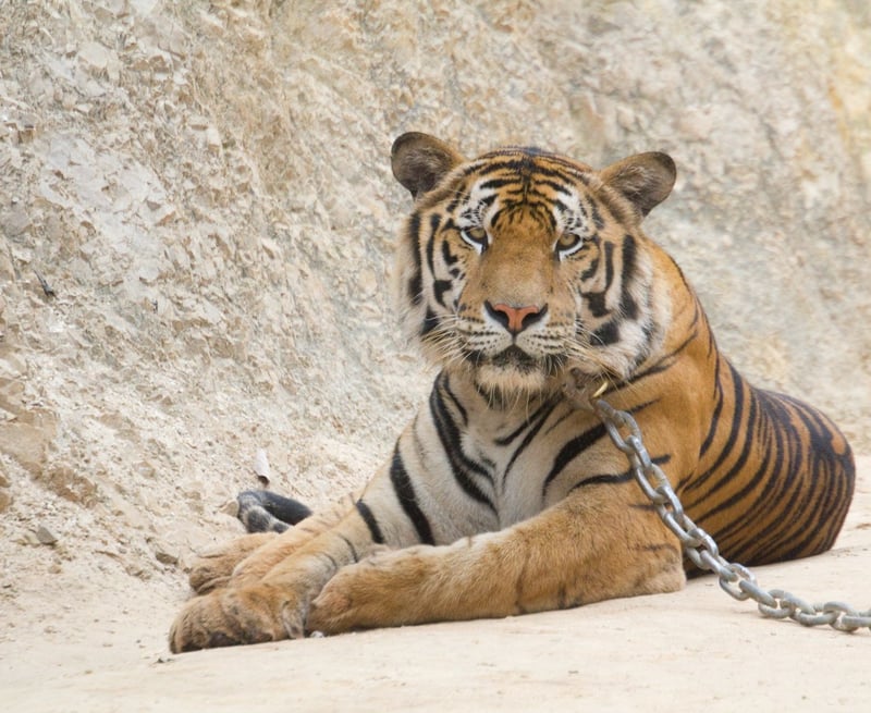 Tiger in chains