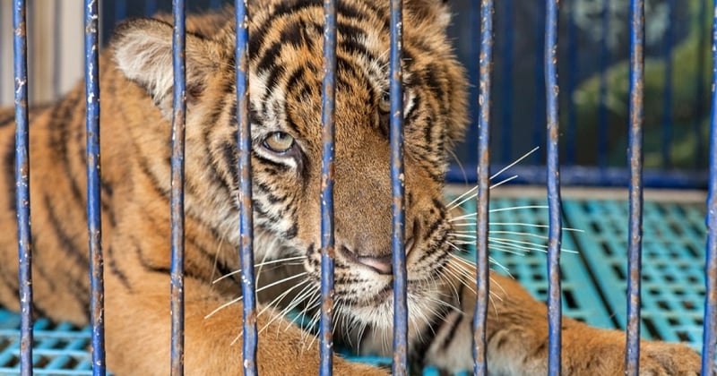 A tiger being used as a photo prop at a tourist venue
