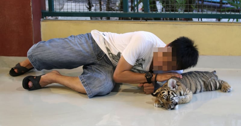 Tiger selfies