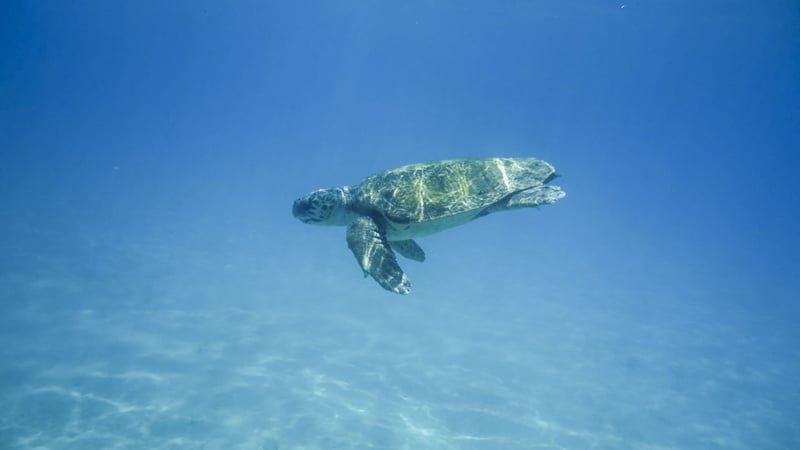 World Turtle Day