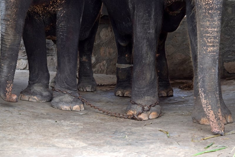 Keep travel companies honest for elephants