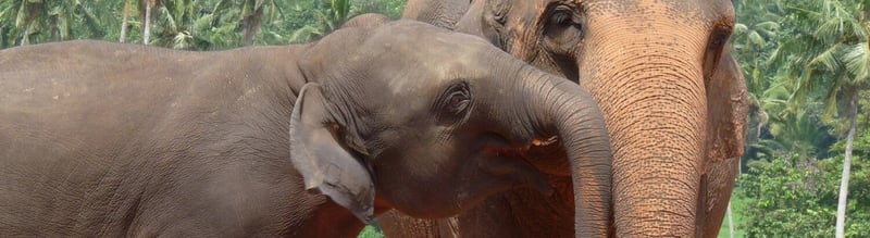 An elephant kiss!