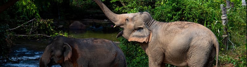 Elephants at a sanctuary