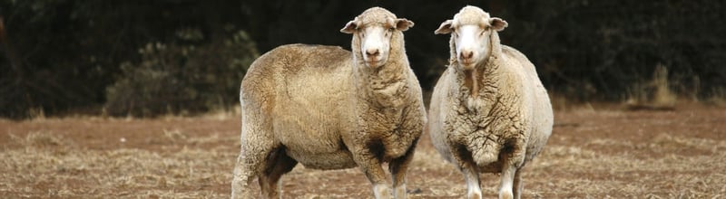 Live export mythbusting