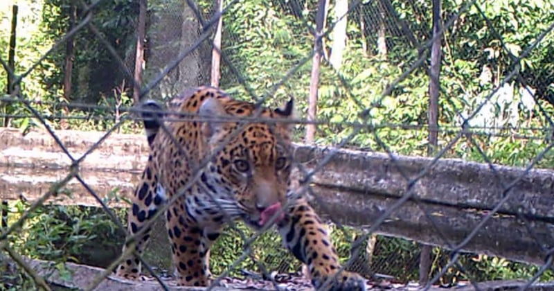 Jaguarungen Xama fanget på vildtkamera