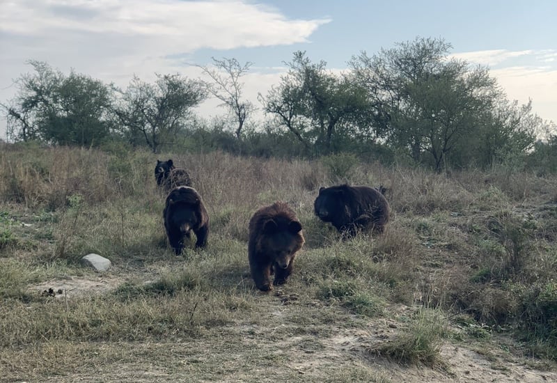 Bears enjoy a special treat at Balkasar Bear Sanctuary