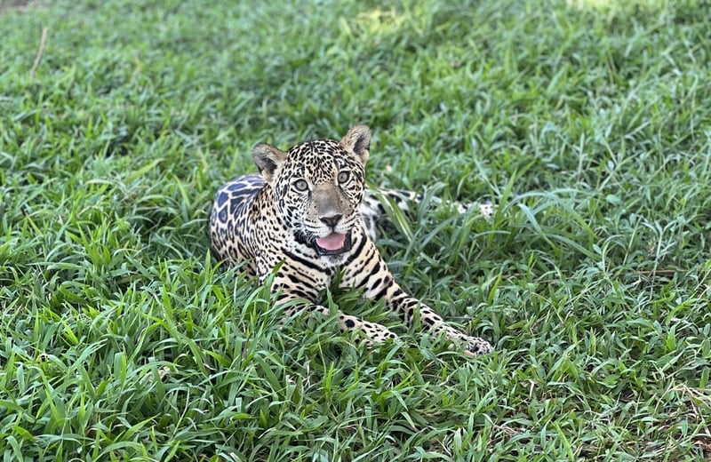 Young jaguar Celeste nestles in fresh grass at Las Pumas sanctuary