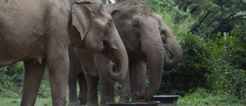 Elephants at Sonboon elephant sanctuary