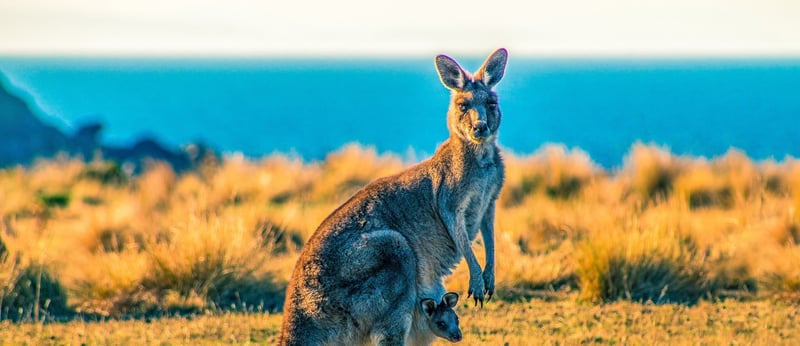 Kangaroo in the wild, Australia