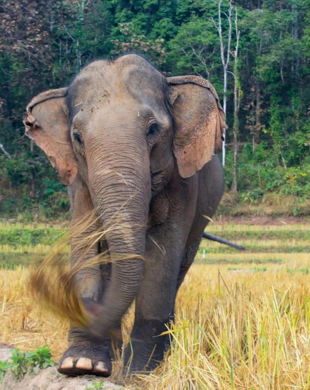Elephants