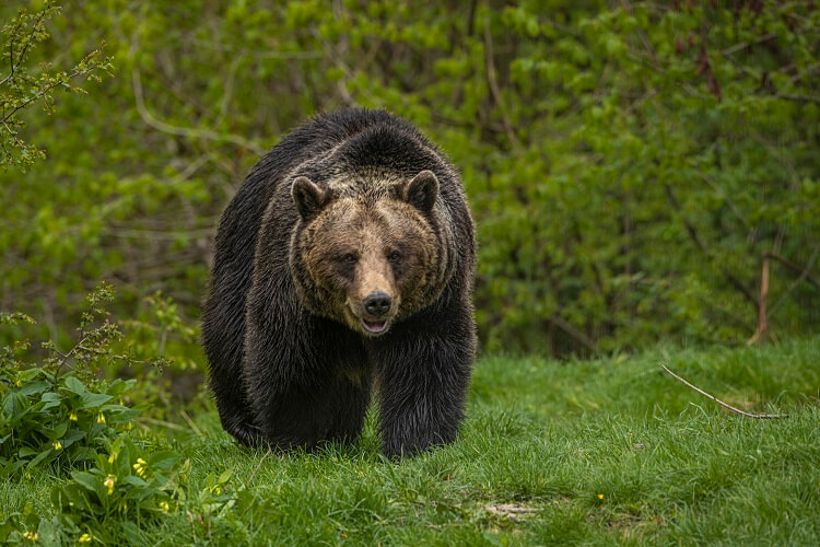 Bear at sanctuary