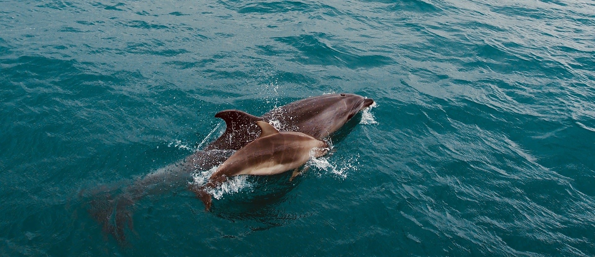 Dolphins in the wild