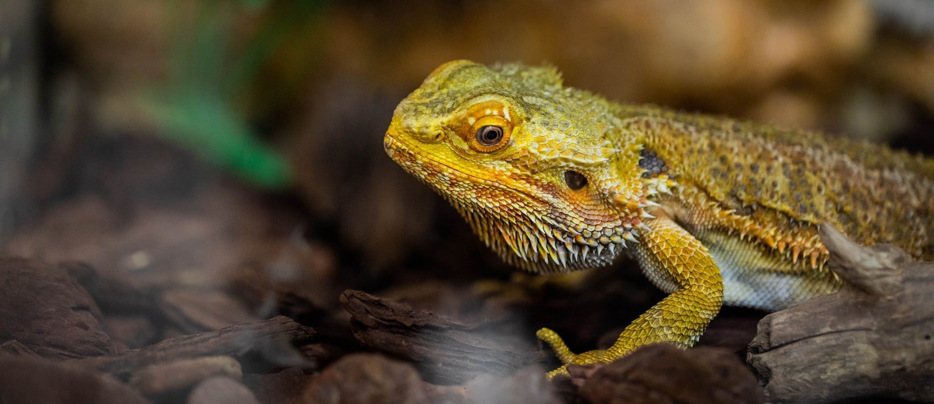 Bearded dragon