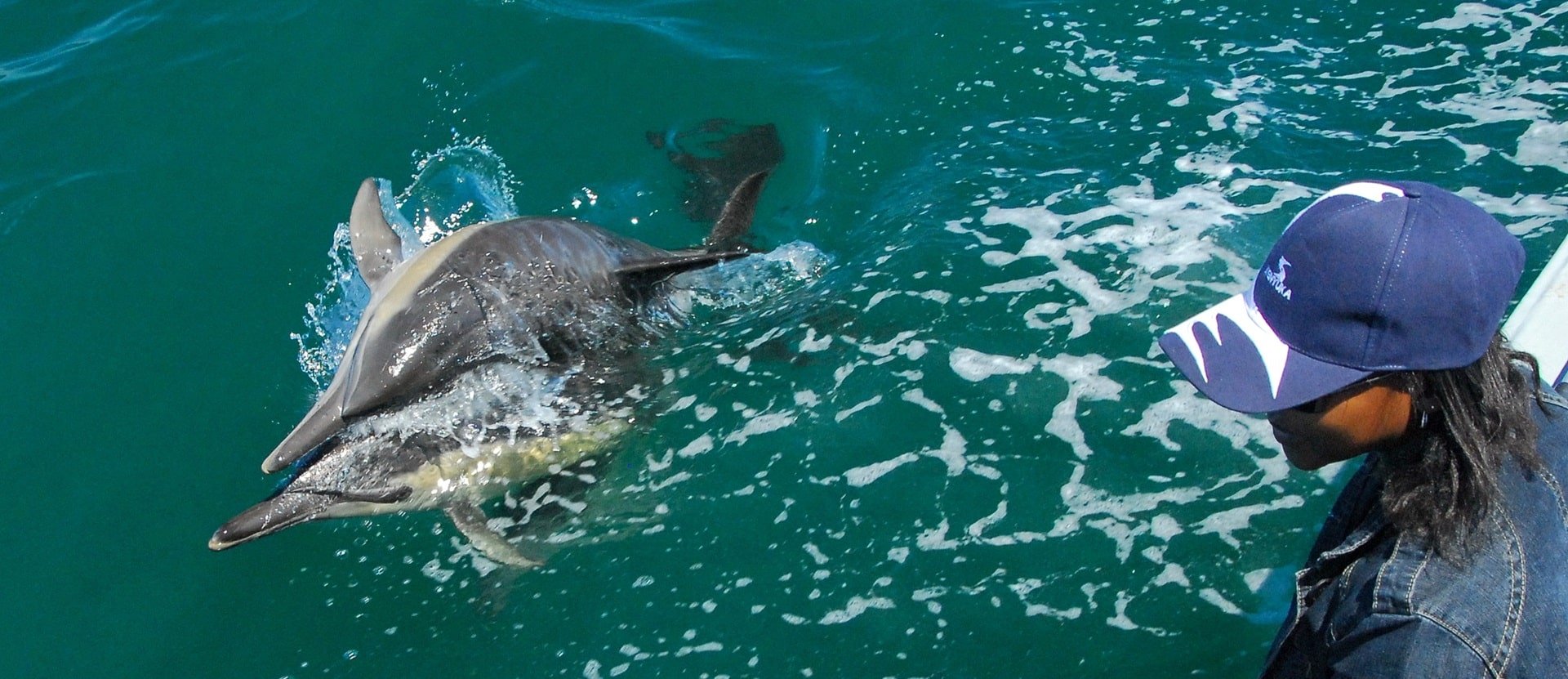 Dolphin watching in Algoa Bay