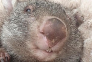 Wombat