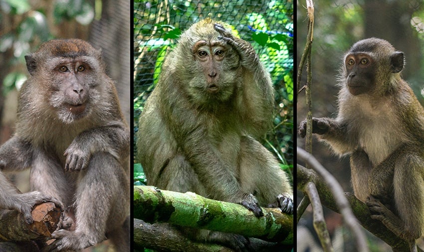 Monkies Back Rescued monkeys return to the wild!