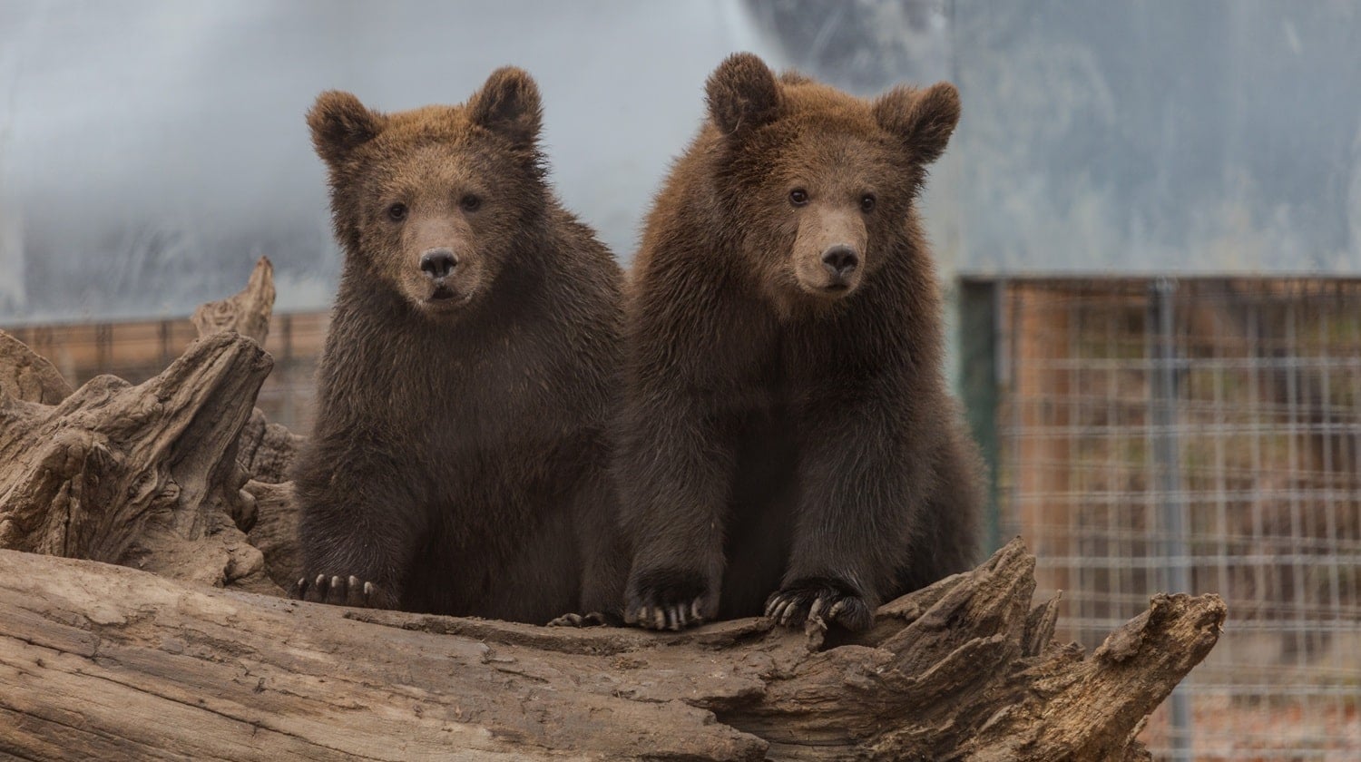 Libearty Bear Sanctuary: Orphaned baby bears Serafim and Alexander 