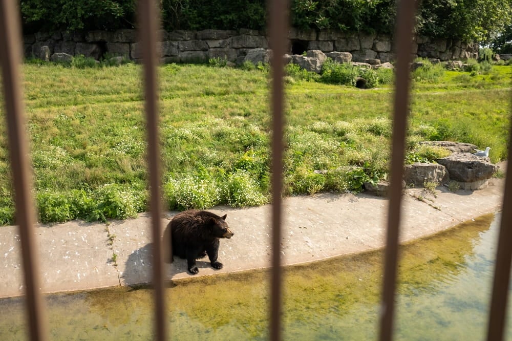 A captive black bear at Marineland, Niagara Falls, Canada