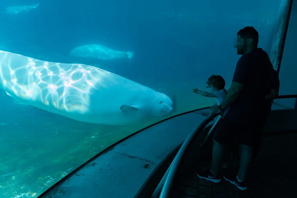Captive beluga whales, Marineland Canada