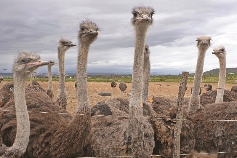 Ostrich feather farm