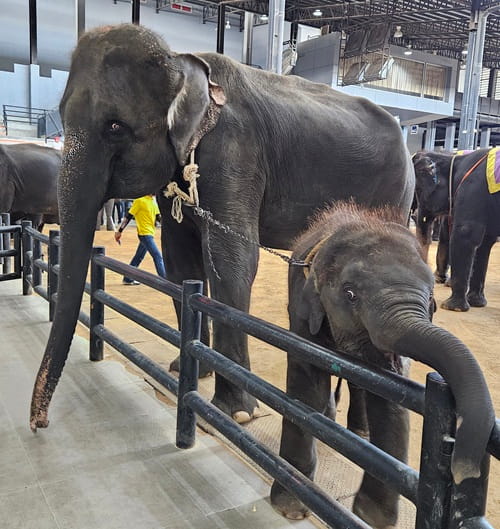 An elephant and baby chained at a tourism venue