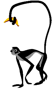 Spider monkey