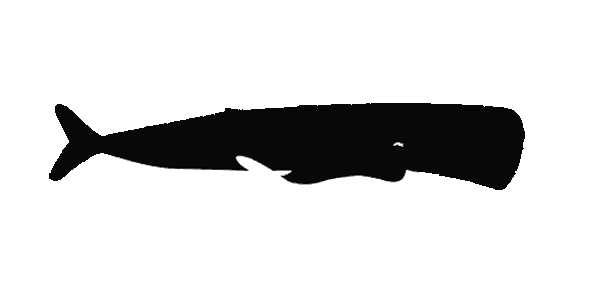 Whale